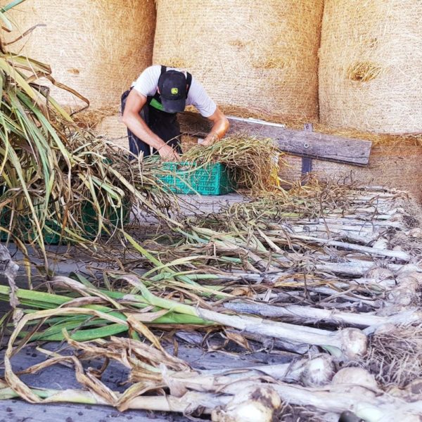 Produzent von schwarzem Knoblauch in der Schweiz, Familie Gatabin